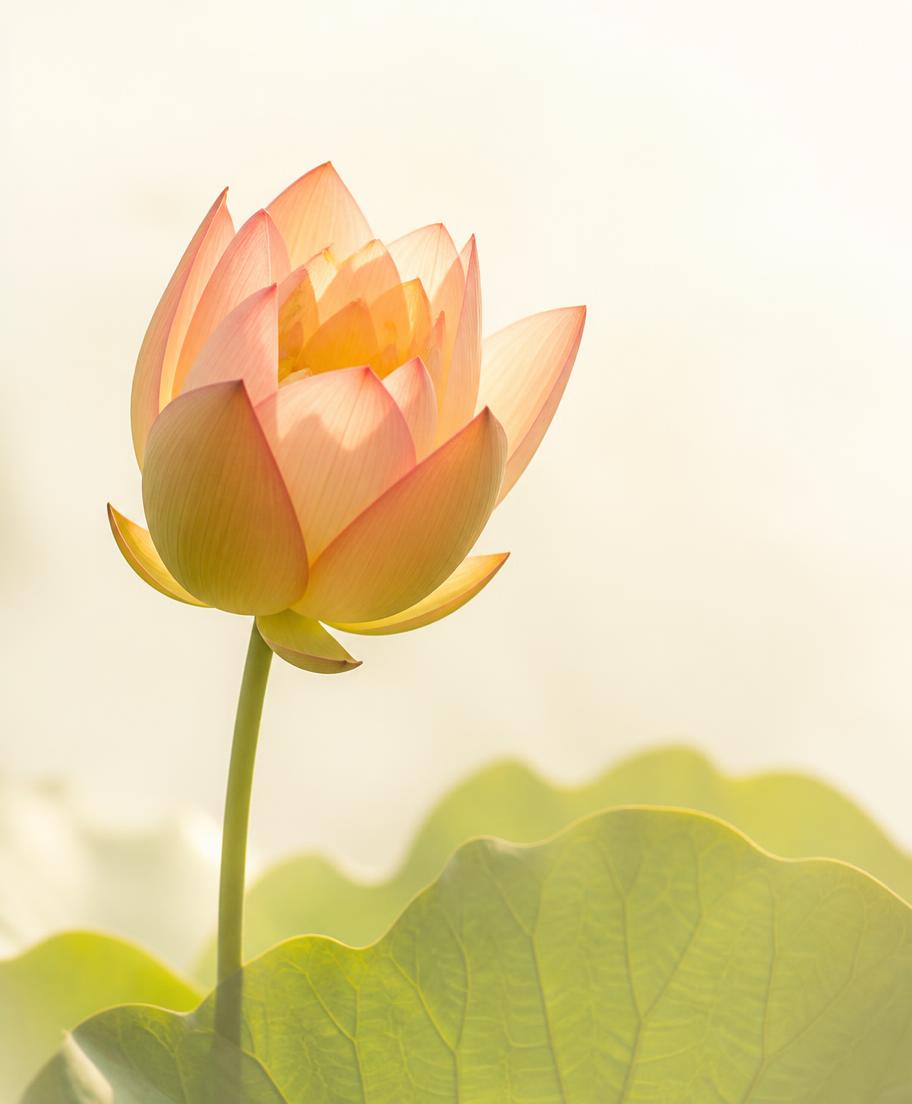 A lotus opening in morning light